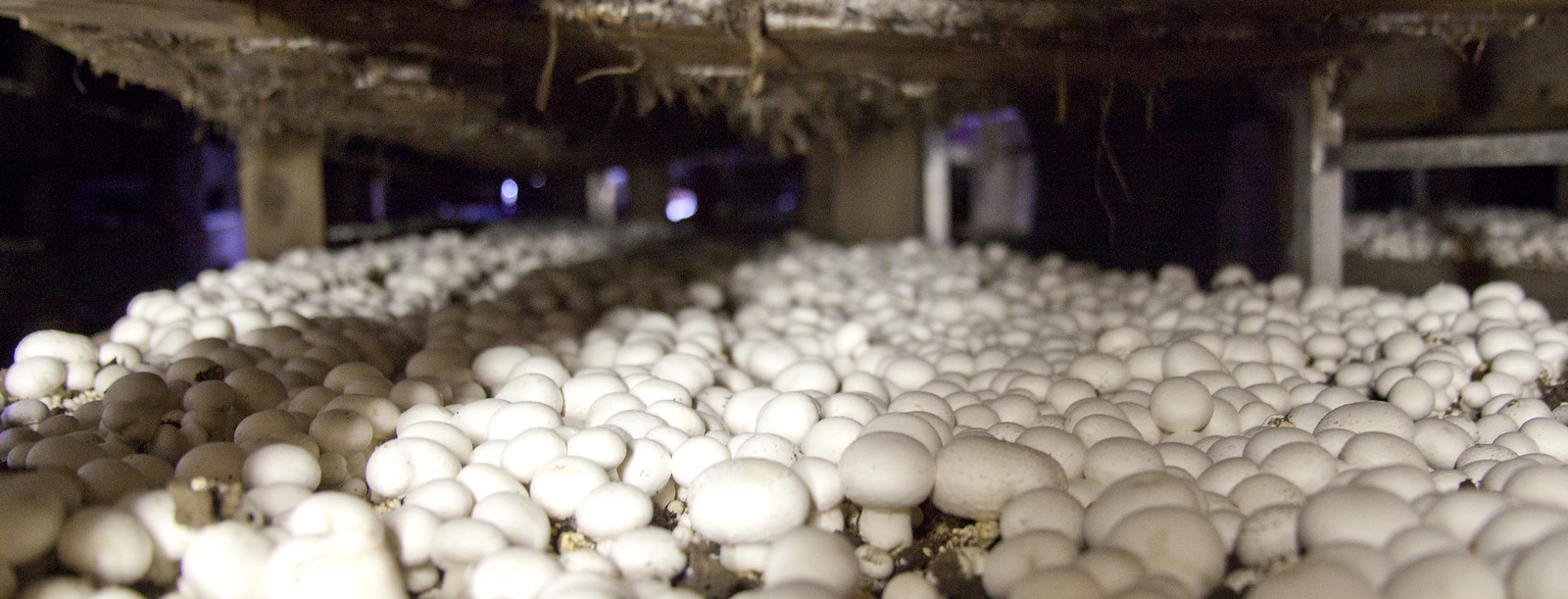 Rows of fresh white mushrooms growing in a darkened Oregon barn