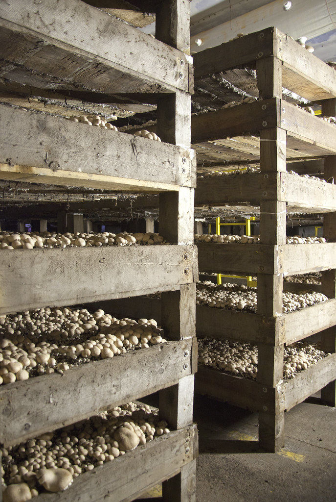 Wooden grow racks stacked high inside a Yamhill County Mushrooms barn